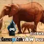 Tiere Puzzle Elefanten