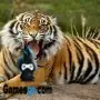Tiere Puzzle Tiger