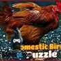 puzzle d’oiseaux domestiques
